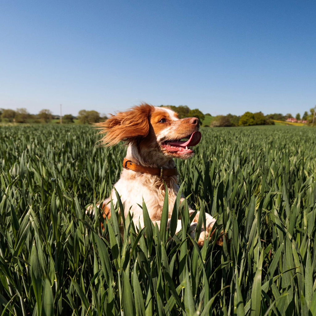 Nutro Natural Choice Cuts In Gravy Chicken Turkey Variety Pack Wet Dog Food, 3.5 Oz Tray Pack Of 12