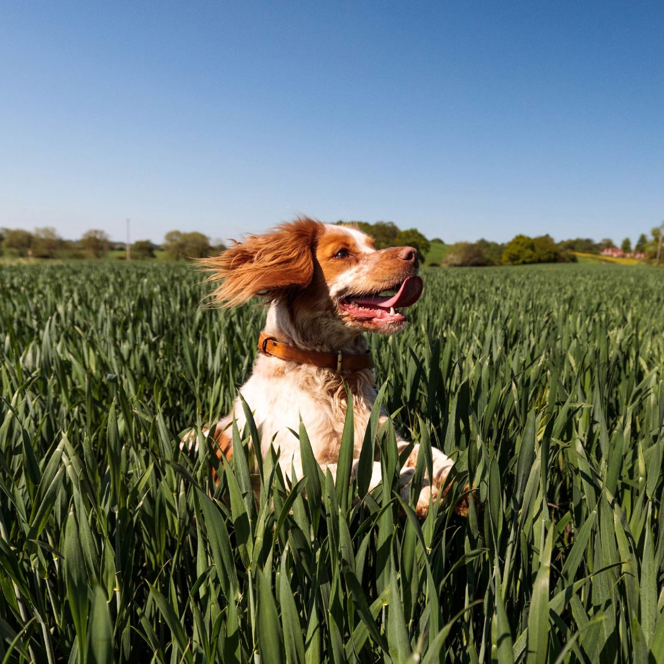 Nutro Natural Choice Cuts In Gravy Chicken Turkey Variety Pack Wet Dog Food, 3.5 Oz Tray Pack Of 12
