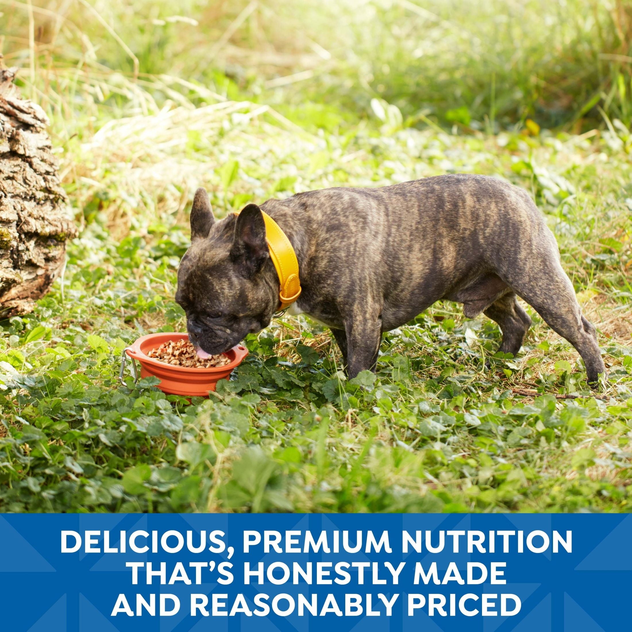 Nature’s Recipe Chicken, Salmon and Turkey Recipes Variety Pack Wet Dog Food, 2.75 oz. Cup, 12 Count