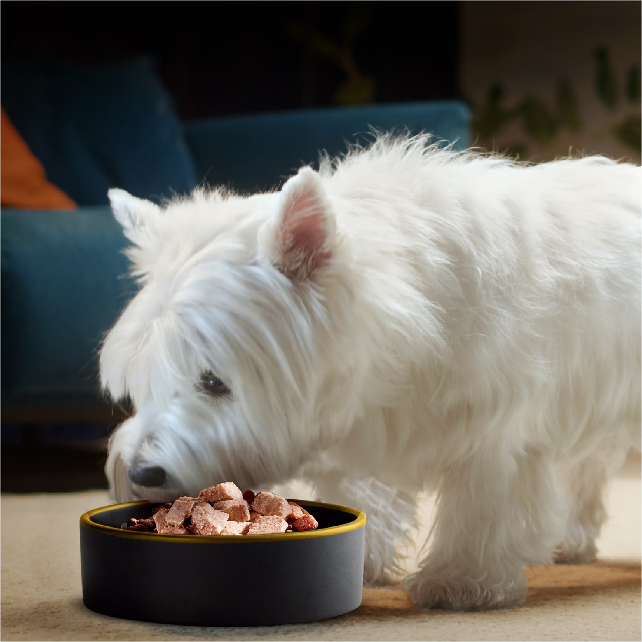 Casar Classic Loaf in Sauce Filet Mignon Wet Dog Food Adult, 3.5 oz. Easy Peel Tray