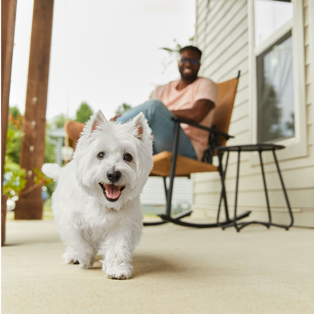 Cesar Loaf And Topper In Sauce Wet Dog Food Variety Pack, 3.5 Oz Trays (24 Pack)