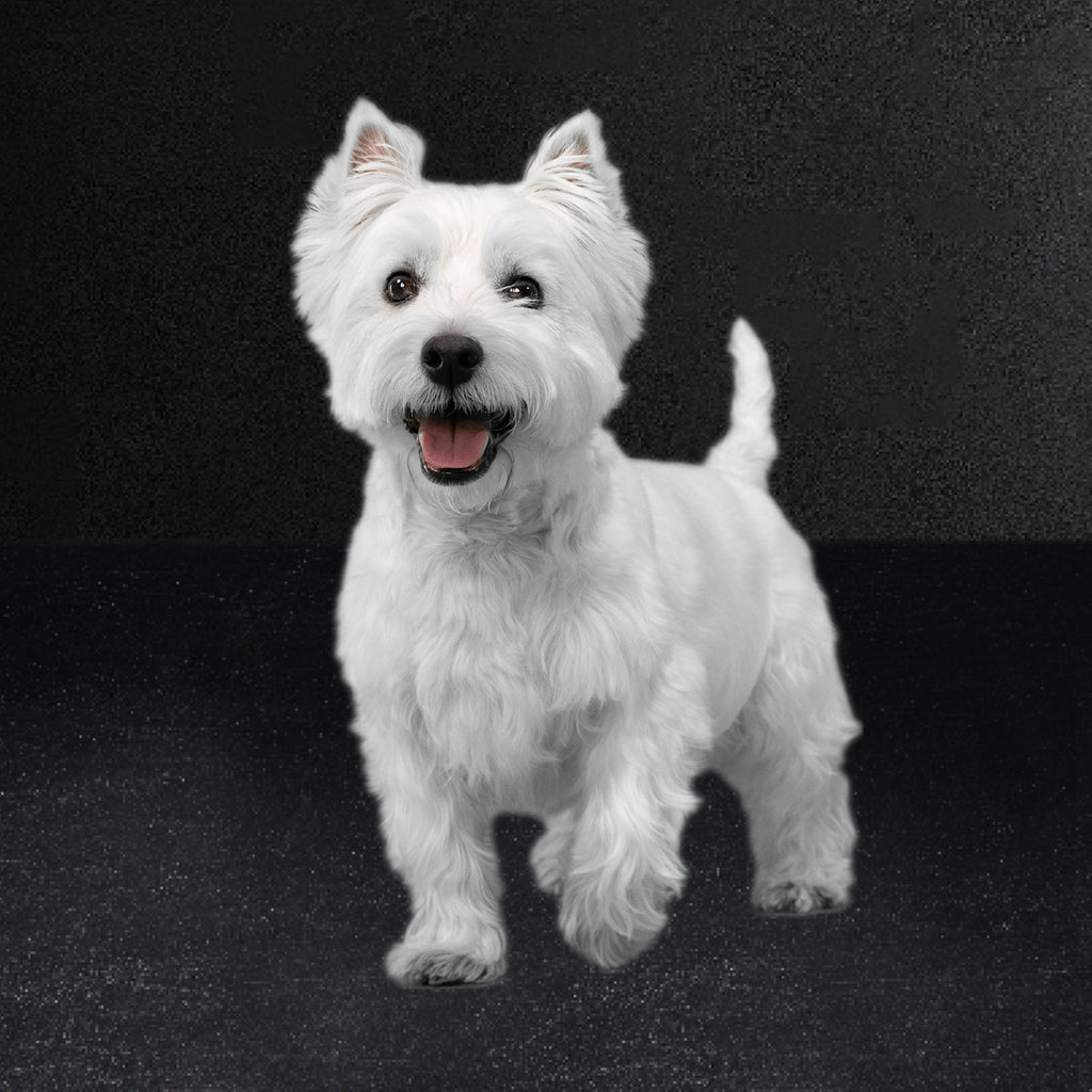 Cesar Home Delights Beef Stew Wet Dog Food Adult, 3.5 Oz