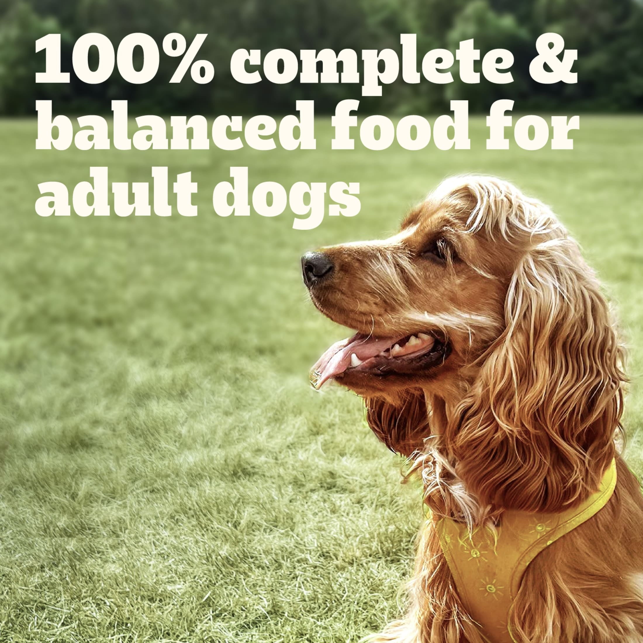 Pedigree Chopped Ground Dinner Adult Wet Dog Food Cheese Variety Pack, 3.5 Oz. Pouches (18 Pack)