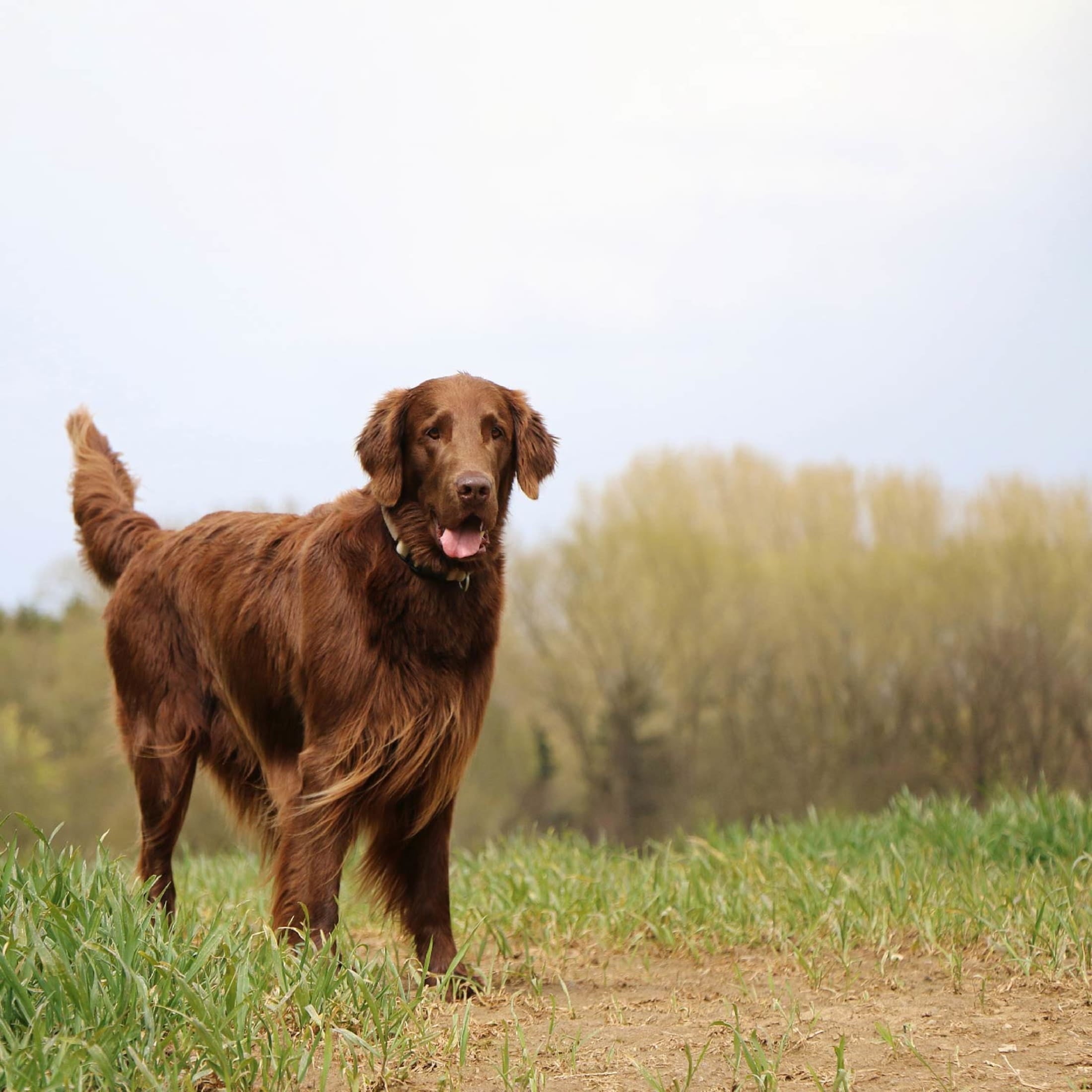 Nutro Natural Choice Cuts In Gravy Chicken Turkey Variety Pack Wet Dog Food, 3.5 Oz Tray Pack Of 12
