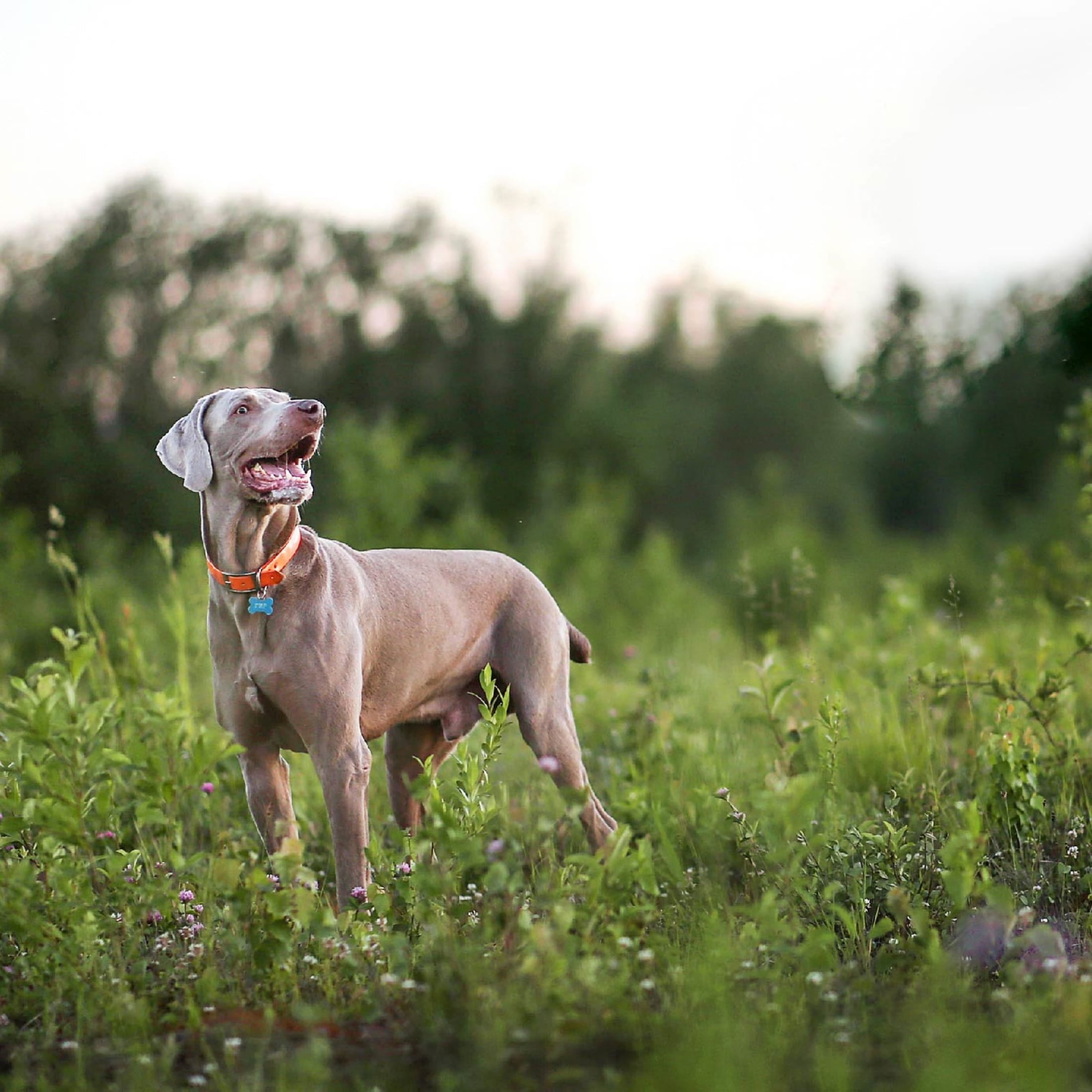 Nutro Natural Choice Cuts In Gravy Chicken Turkey Variety Pack Wet Dog Food, 3.5 Oz Tray Pack Of 12