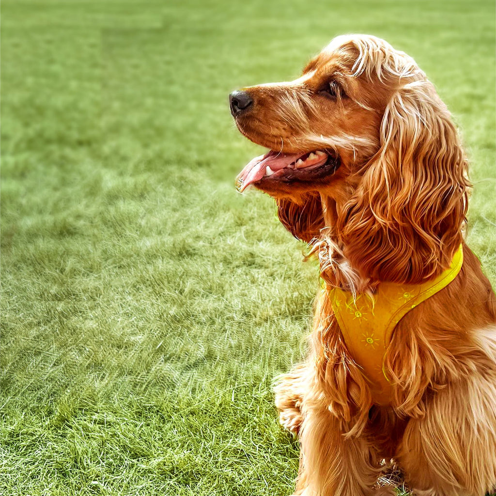 Pedigree Chopped Ground Dinner Dog Food Bacon Filet Mignon Variety Pack, 3.5 Oz. Pouches (18 Pack)