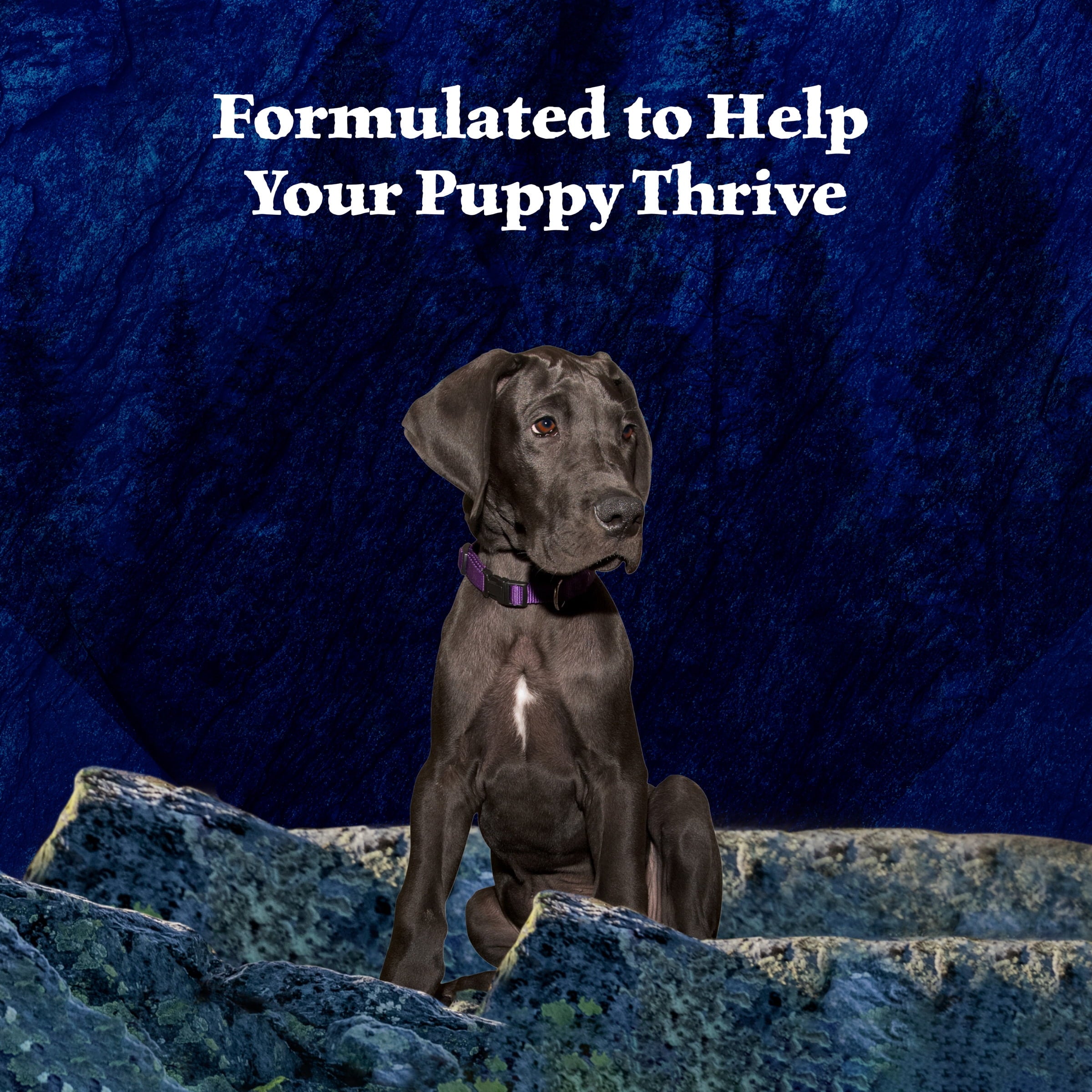 Blue Buffalo Wilderness Wet Food for Puppies, Turkey & Chicken, 12.5-oz. Can