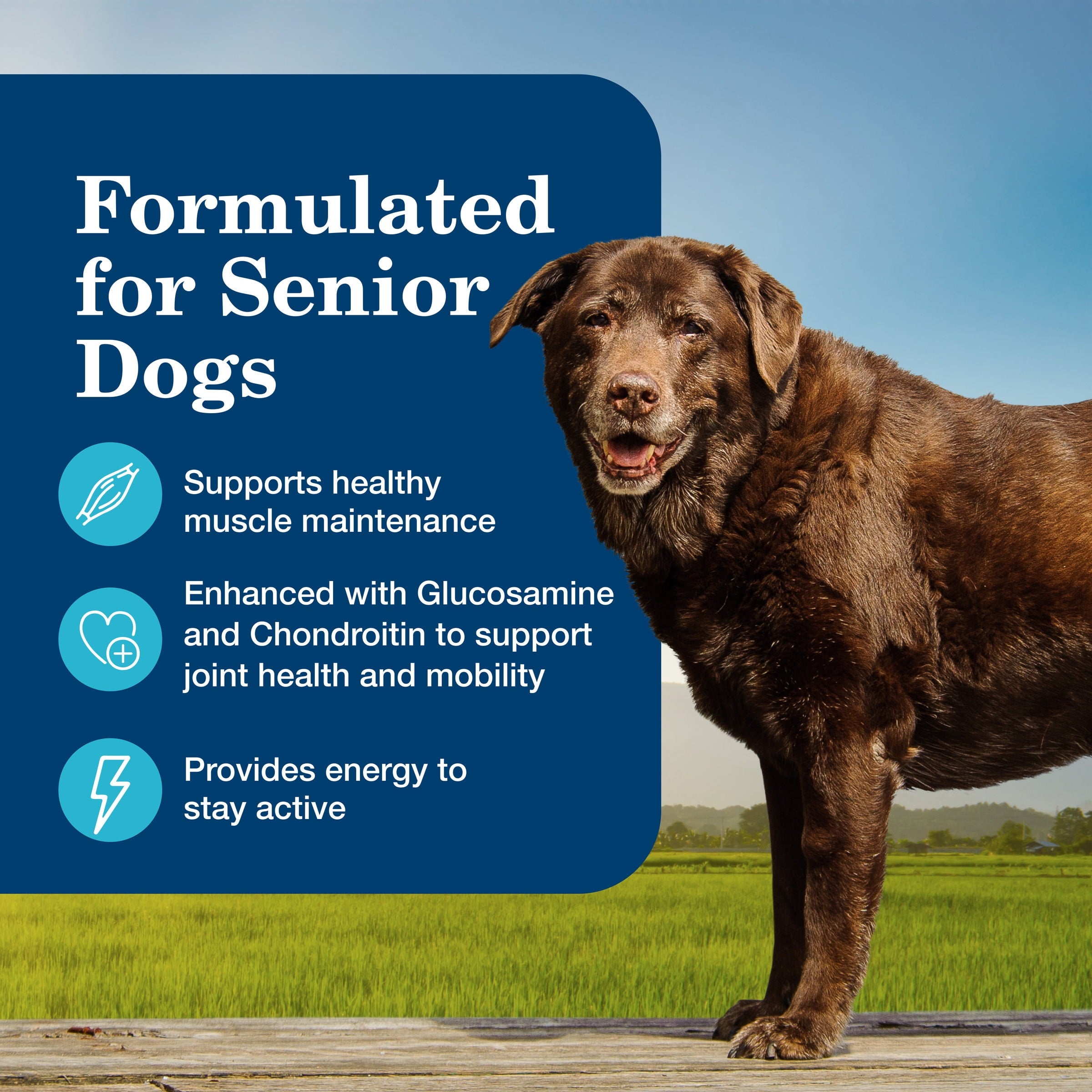 (3 pack) Blue Buffalo Homestyle Recipe Senior Wet Dog Food, Chicken Dinner, 12.5-oz. Can