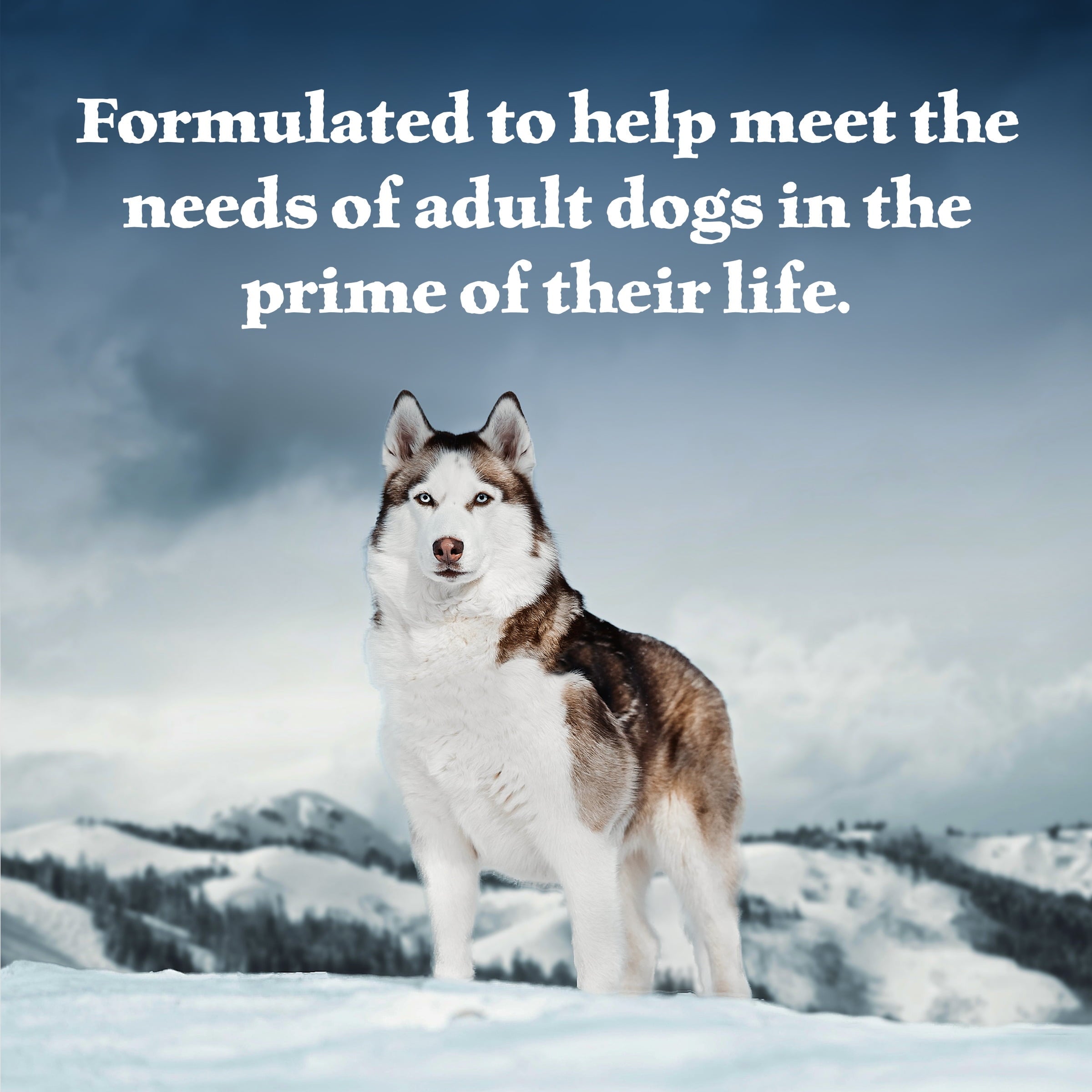 Blue Buffalo Wilderness Adult Wet Dog Food Beef & Chicken Grill, 12.5-oz. Can