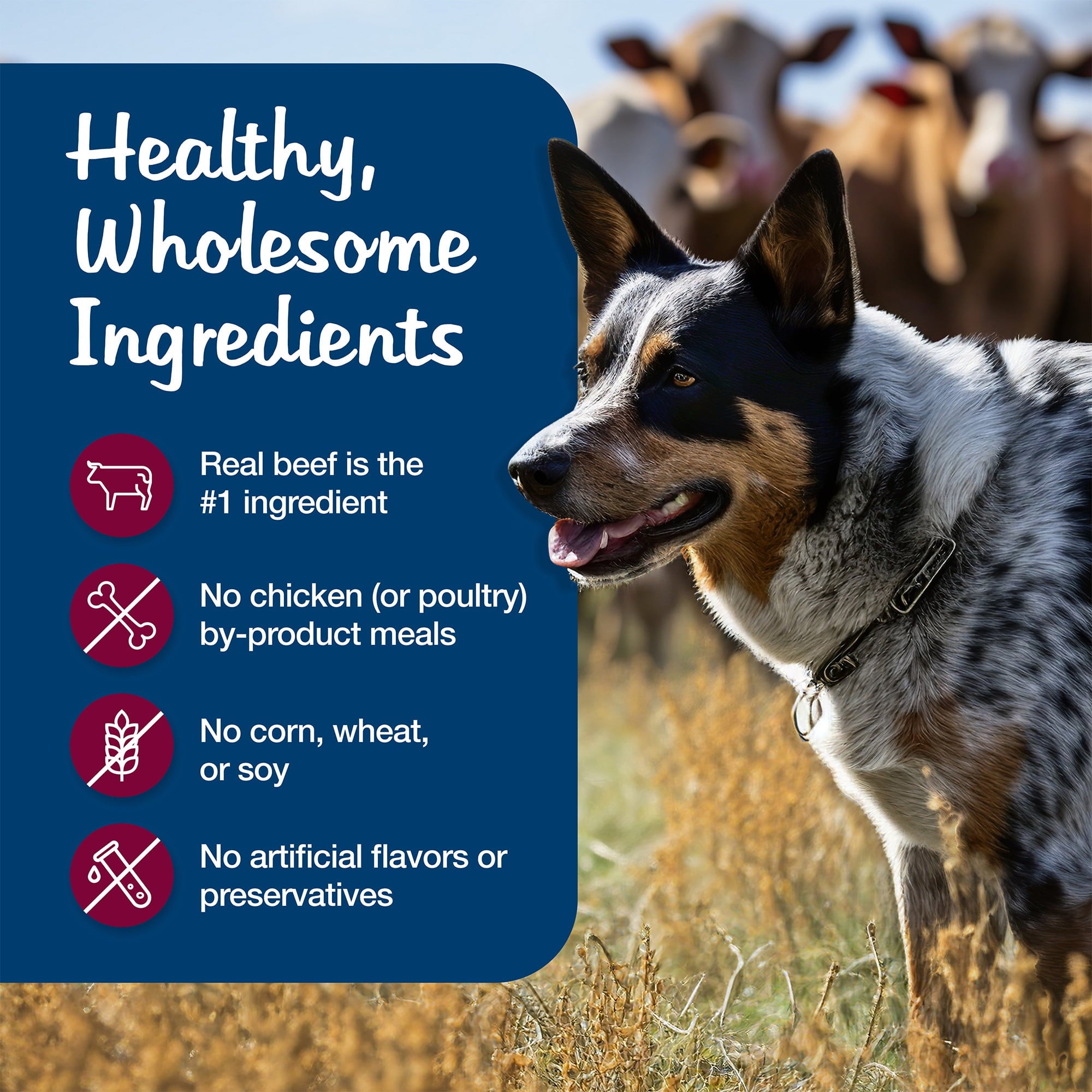 (12 pack) Blue Buffalo Blue's Stew Grain-Free Wet Dog Food, Hearty Beef Stew, 12.5-oz. Can