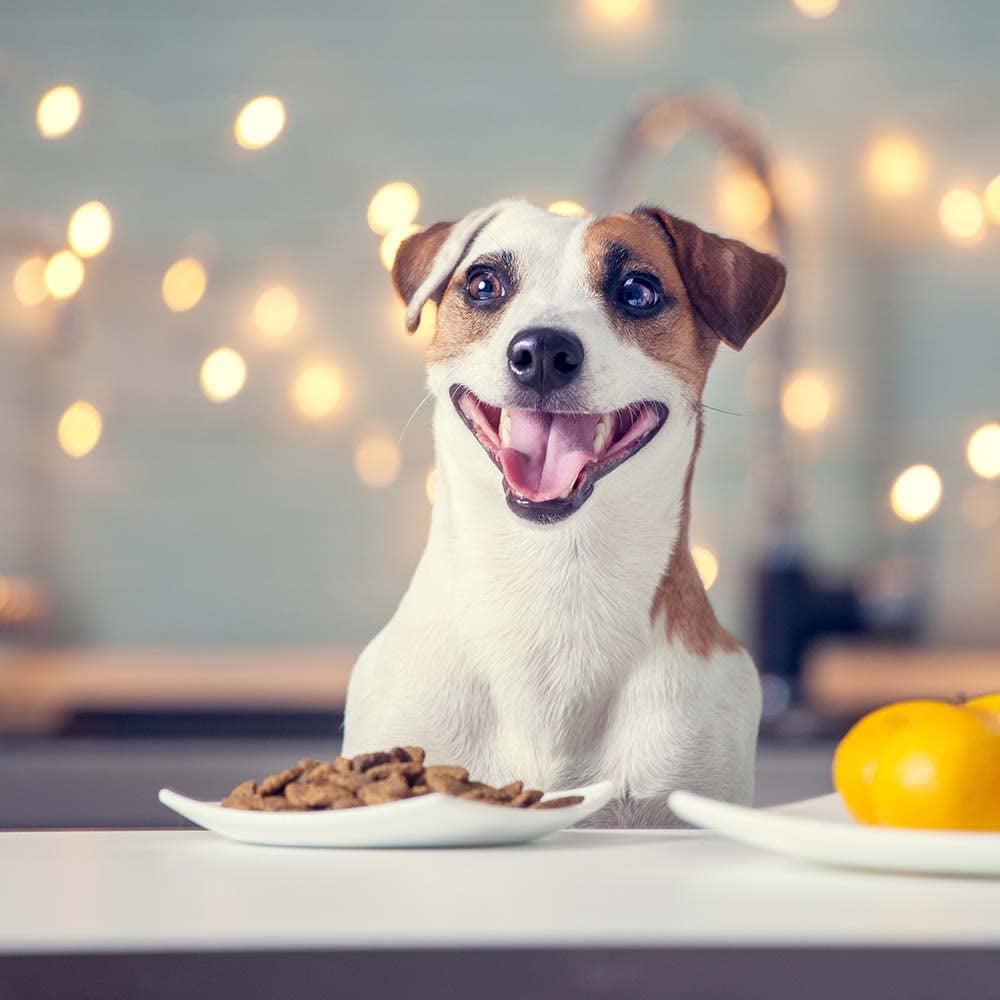 Natural Balance Platefulls Wet Dog Food 3 Flavor (1) Each: Tender Beef Potato, Harvest Chicken Rice, Savory Duck Pumpkin (9 Ounces) MerlinsMart | Zine Rope Toy